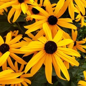 Meet your Posher, Tania